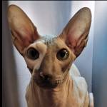 Tiffany Mullen Profile Picture