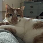 Carol Buckton Profile Picture