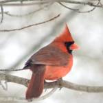 Elaine Howard profile picture