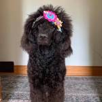 AllBowWowToTheDogs Profile Picture