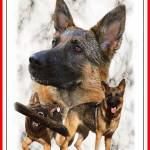 Sanne Mathiasen Profile Picture