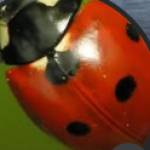 AnetteT Profile Picture