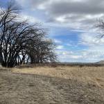 Silver Profile Picture