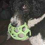 Karen Wentzell Profile Picture