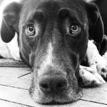 Pamela Briglio Profile Picture