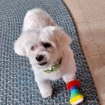 peekiemom Profile Picture