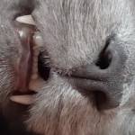 MissChris Profile Picture