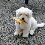 Lacey Profile Picture