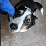 Shelley Bussey profile picture