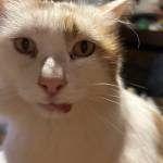 Nathalie Bauwens Profile Picture