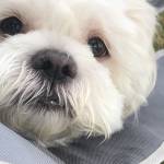 BaoBao profile picture
