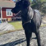 Anders Wänseth Svensson Profile Picture