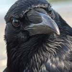Tracker Profile Picture