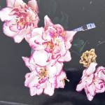 Melinda Lubbers Profile Picture