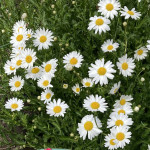 YycDaisy profile picture