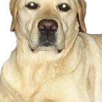 Kelly AM Profile Picture