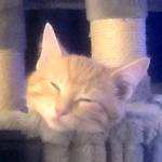 Colleen Page Profile Picture