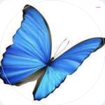 Kelli-Anne Stapley Profile Picture