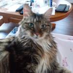 Bev MacNeil-Bernard Profile Picture