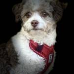 Mikey profile picture