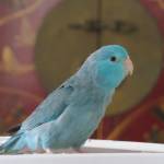 Emerald Saph Profile Picture
