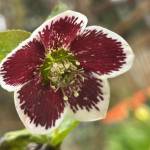Rose Alderson Profile Picture