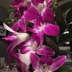 Mary VanderKop Profile Picture