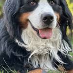 Kootenay Bliss Profile Picture
