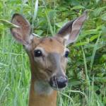 DebbieAnn Profile Picture