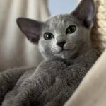 Maria Malevitch Profile Picture