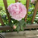 Dianne Thiemann Profile Picture