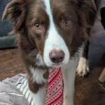 Cooper Lambert Profile Picture