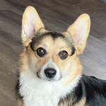 Susie Q Profile Picture