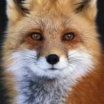 Jean Serres Profile Picture