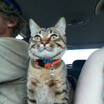 Amanda Stauffer Profile Picture