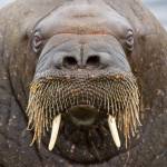Wally Walrus Profile Picture