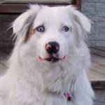 Sylvie Martineau Profile Picture