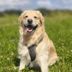 Sandra Mattsson Douwes Profile Picture